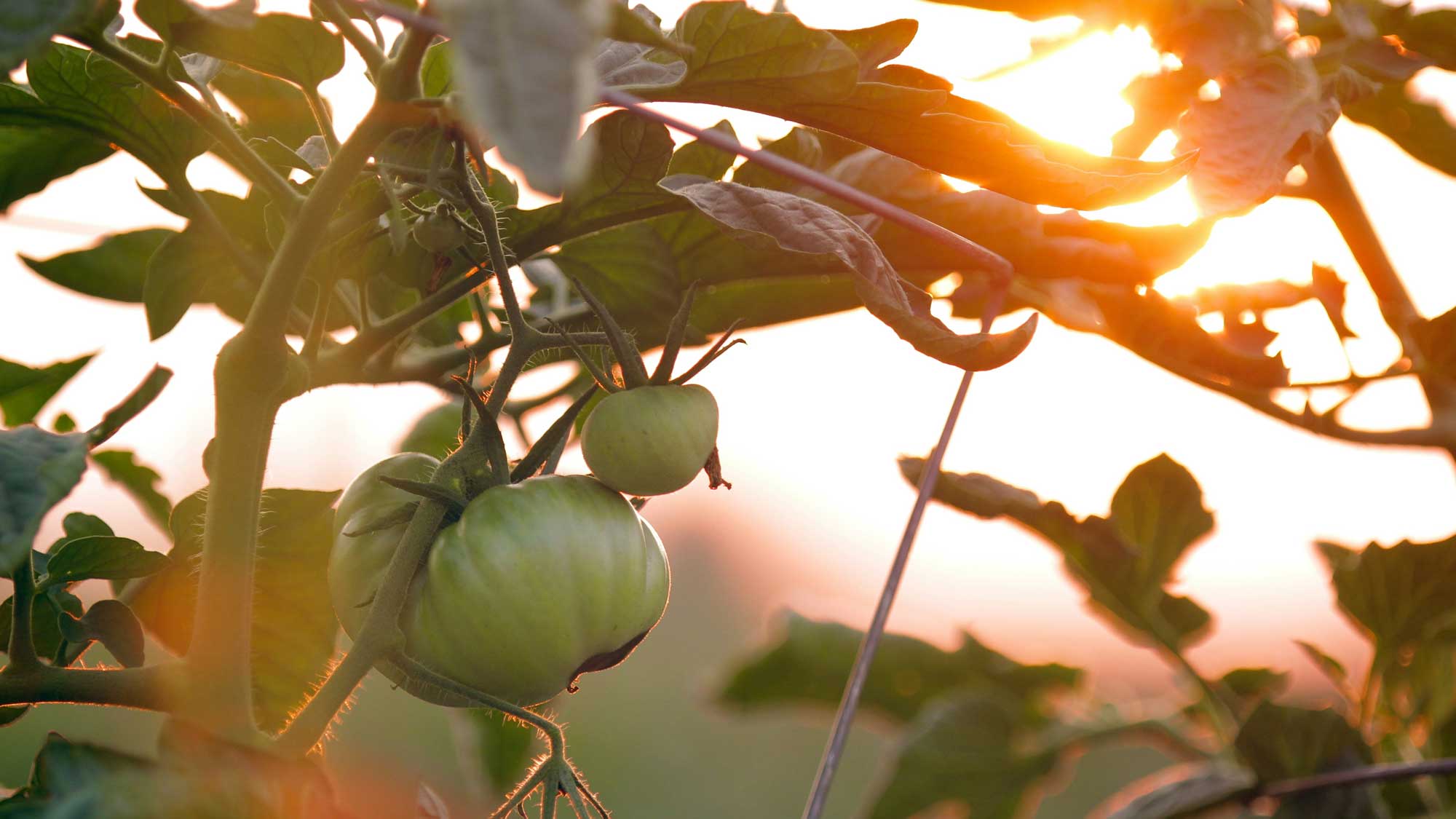 How to Start a Sustainable Vegetable Garden